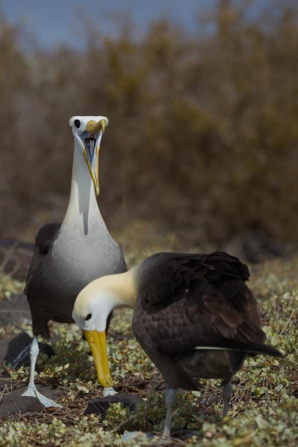 Suite Cielo, Discover The Magic Of Galapagos Puerto Baquerizo Moreno Exteriér fotografie